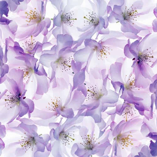 Vliesová tapeta Mr Perswall - Blossom 180 x 265 cm