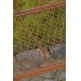 CP-11177132